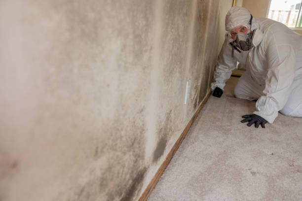 Best Attic Mold Removal  in Uniontown, OH